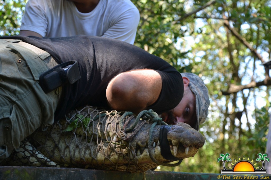 Cameramen become the filmed in the “Monster Croc: Search for a Killer” Animal  Planet Thriller - The San Pedro Sun