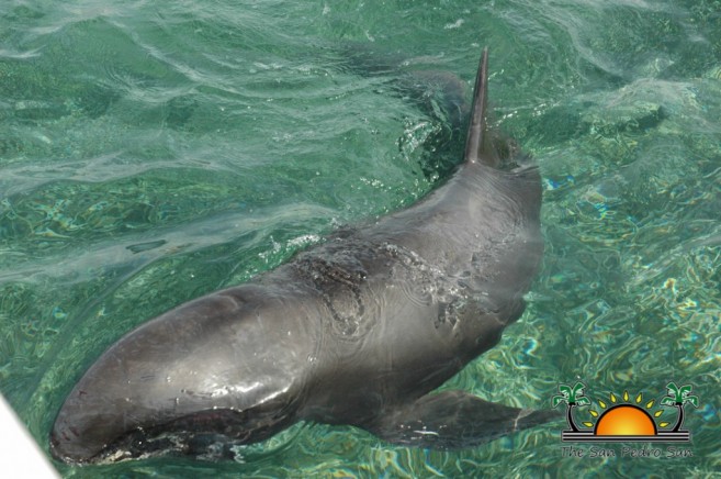 Pilot Whale Found-6