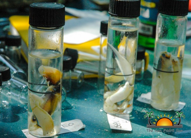 Scientific Study of Ambergris Caye Water-5