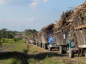 45 Cane Farmers Issue