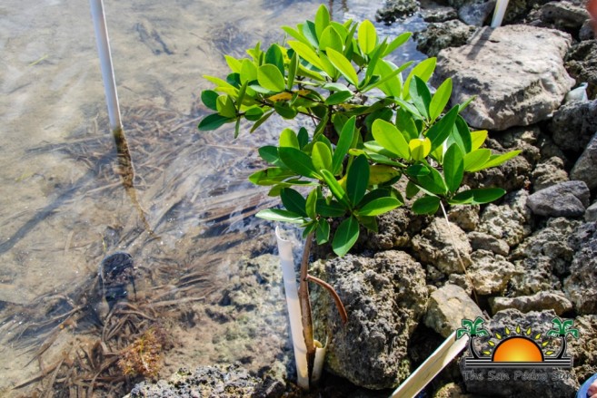 Mangrove Replanting Reforestation Project-3