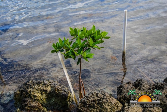 Mangrove Replanting Reforestation Project-5