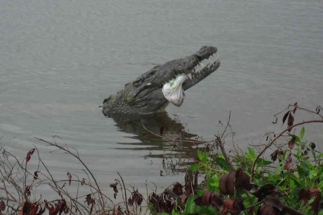 croc eating garbage