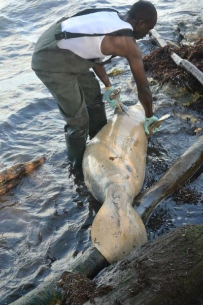 02 Manatees killed in 2014-1