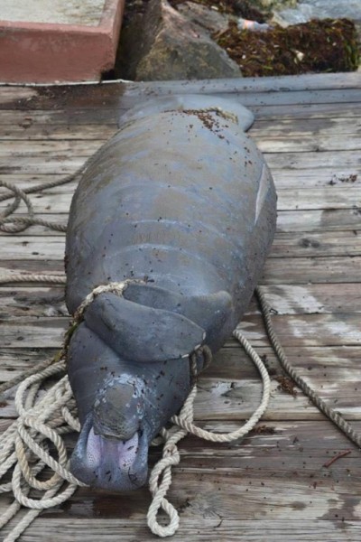02 Manatees killed in 2014-2