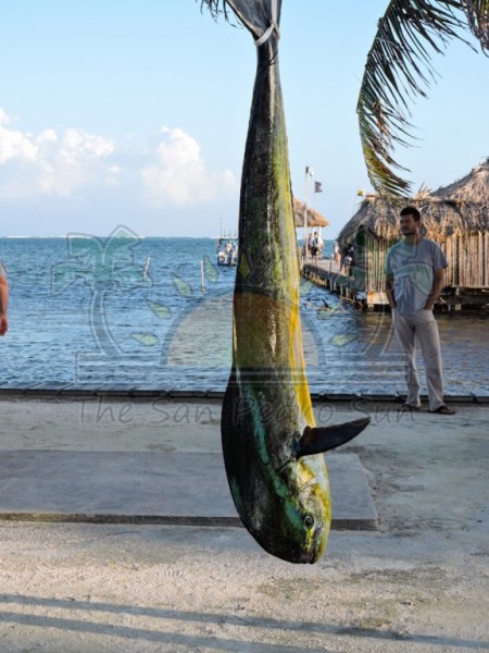 Wahoo Fishing Tournament-1