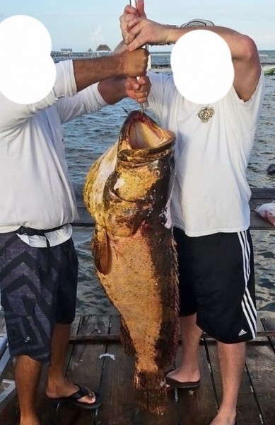 07 Goliath Grouper-1