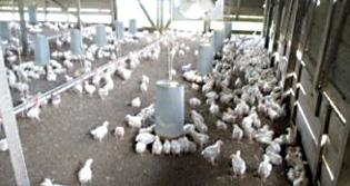 18 Poulty Farm Quarantine-1