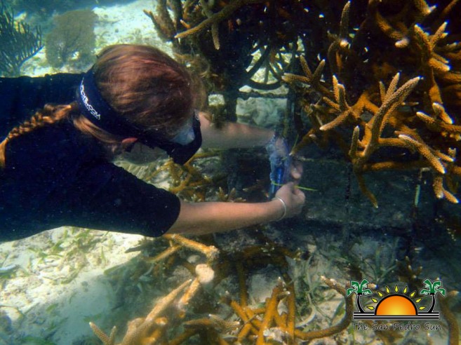 Coral Nurseries Consultation Lisa Carne-6