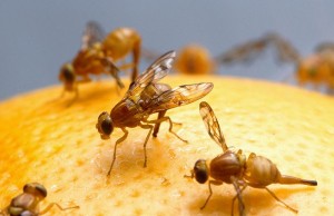 8-distasters--fruit-fly