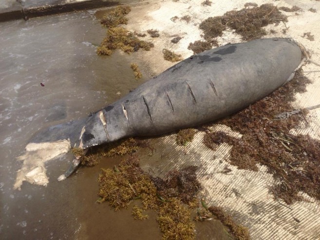 35 Manatee Protection Workshop-2