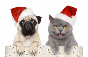 50 Holiday Dangers for pets