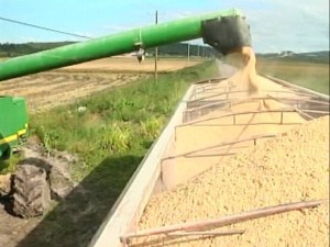 50 Rice Industry Controversy -1