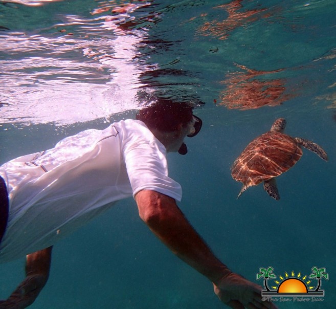 Green-turtle-Mexico-Rocks