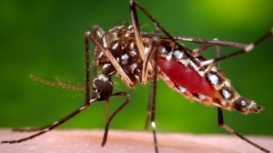 This 2006 photo provided by the Centers for Disease Control and Prevention shows a female Aedes aegypti mosquito in the process of acquiring a blood meal from a human host. On Friday, Jan. 15, 2016, U.S. health officials are telling pregnant women to avoid travel to Latin America and Caribbean countries with outbreaks of a tropical illness linked to birth defects. The Zika virus is spread through mosquito bites from Aedes aegypti and causes only a mild illness in most people. But theres been mounting evidence linking the virus to a surge of a rare birth defect in Brazil. (James Gathany/Centers for Disease Control and Prevention via AP)