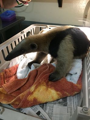 07 Ant Eater Rescued in San Pedro