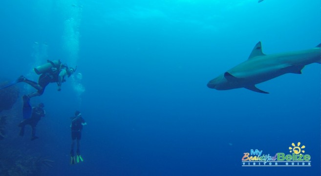 Sharks play an important role to Belize's Tourism Industry