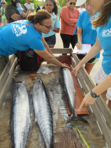 Rachel Graham MarAlliance Sampling Fish (2)