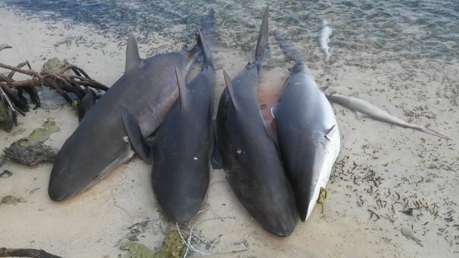 Shark Fishing in Belize (2)