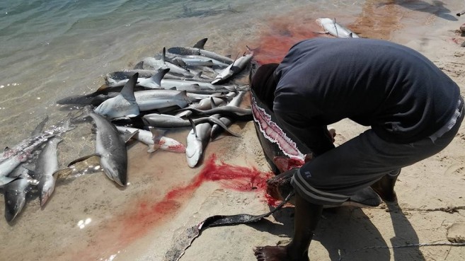 Shark Fishing in Belize (5)