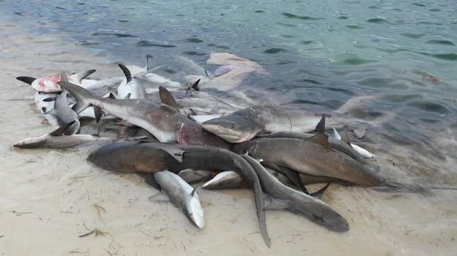 Shark Fishing in Belize (7)