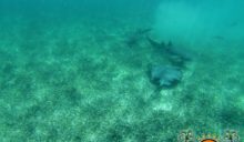 Jeff Bartl Shark Ray Alley Drowning