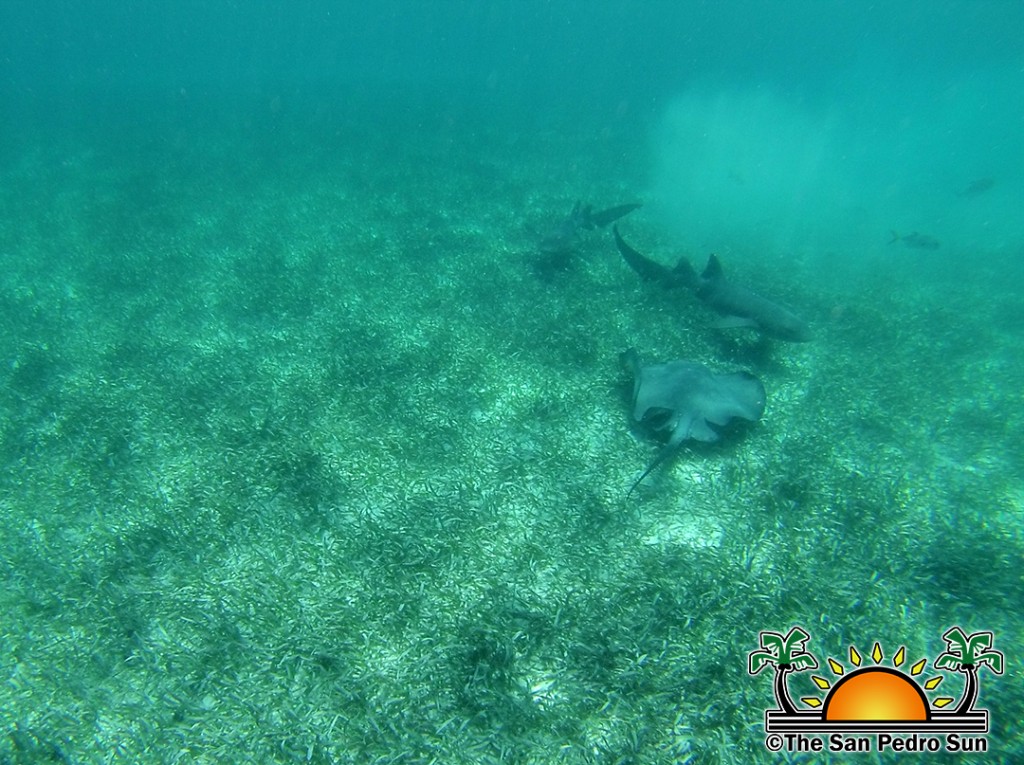 Jeff Bartl Shark Ray Alley Drowning