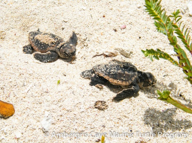 2016 Turtle Nesting season-1