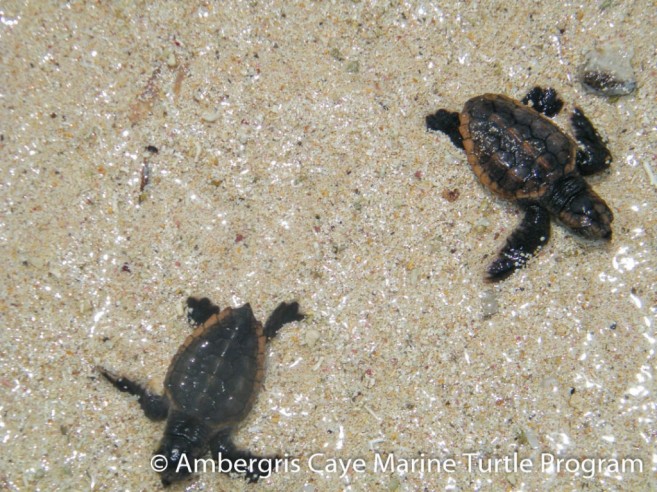 2016 Turtle Nesting season-2