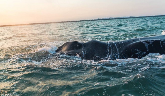 Humpback Whale found dead (1)