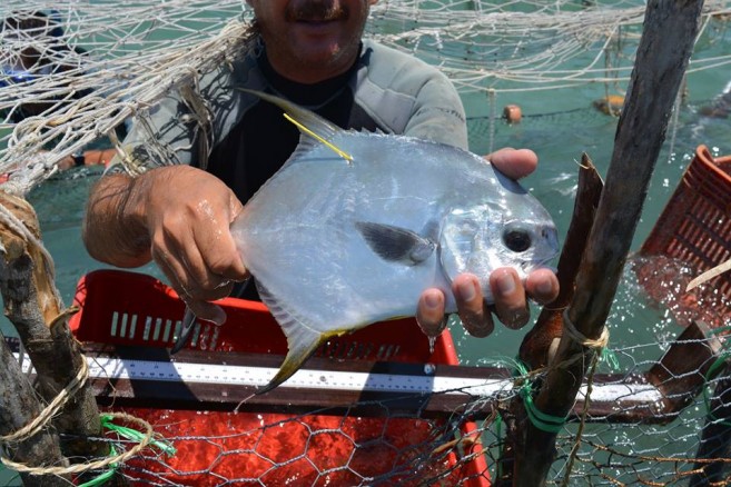 Hol Chan Marine Reserve conducts fish tagging (1)
