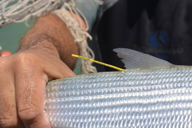 Hol Chan Marine Reserve conducts fish tagging (2)