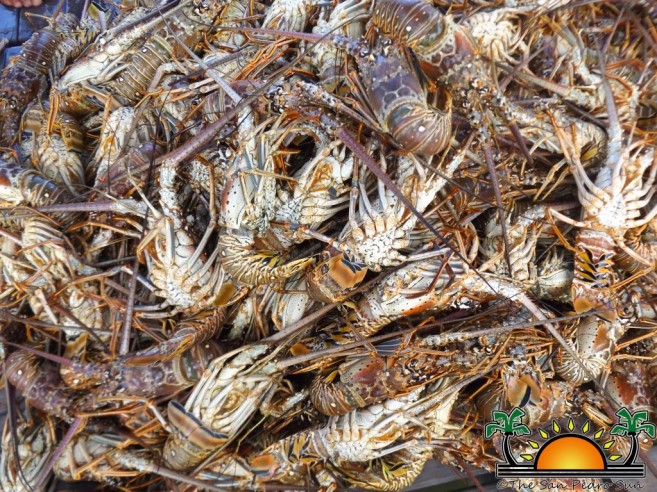 Lobster Festival Opens Amber Beach Bar-6