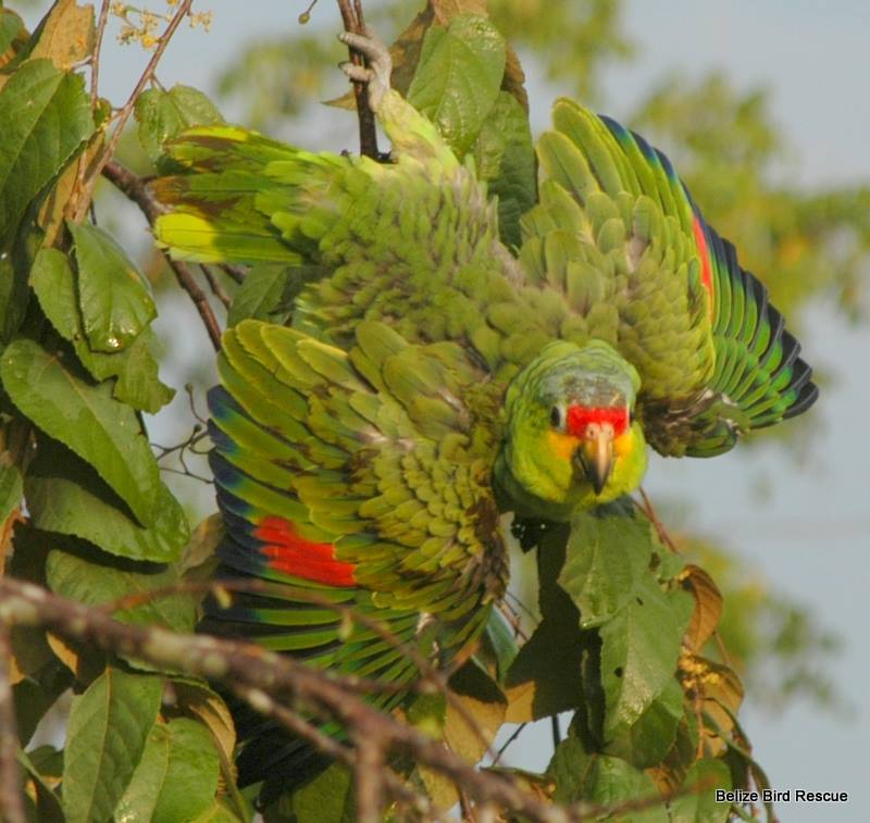 25 Belize Bird Rescue book