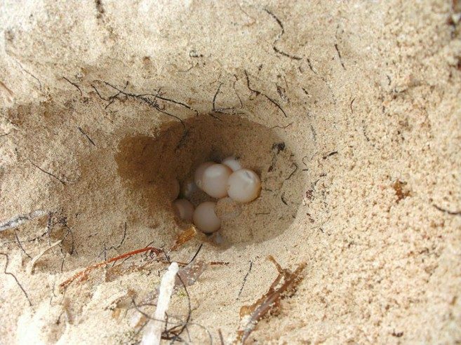 33 Loggerhead-turtle-nest-at-Robles-Point-beach-657x492