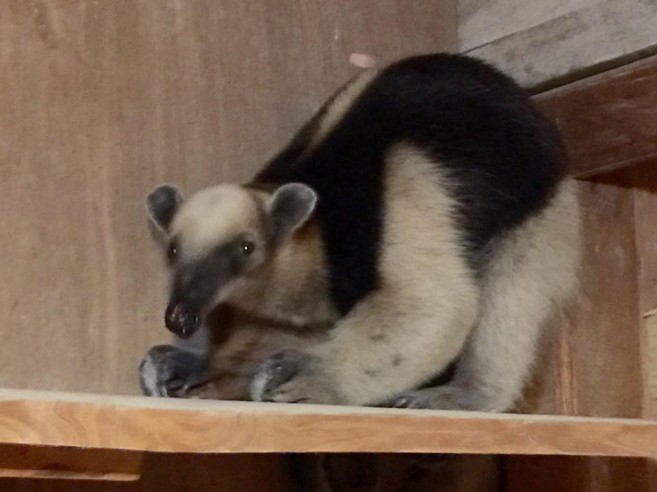 tamandua-anteater