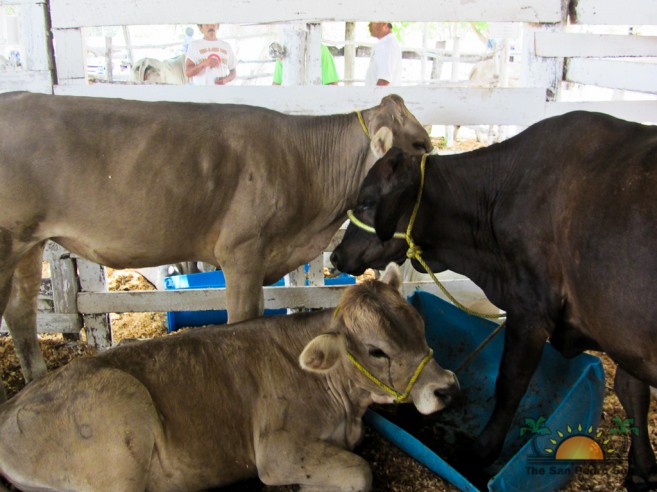 agricultural-trade-show-2012-24