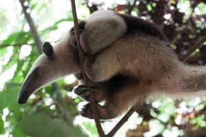 If a tamandua feels threatened while in a tree, it will hold onto