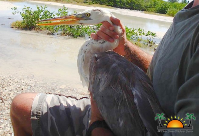 San Pedro volunteers rescue heron - The San Pedro Sun