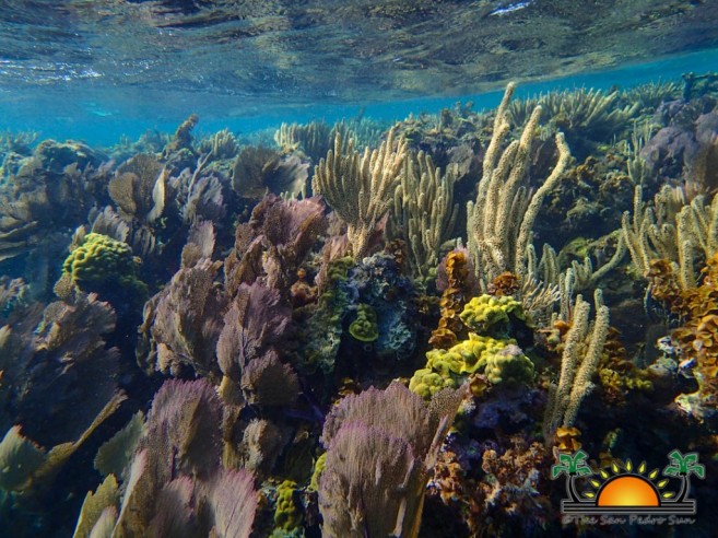 belize barrier reef