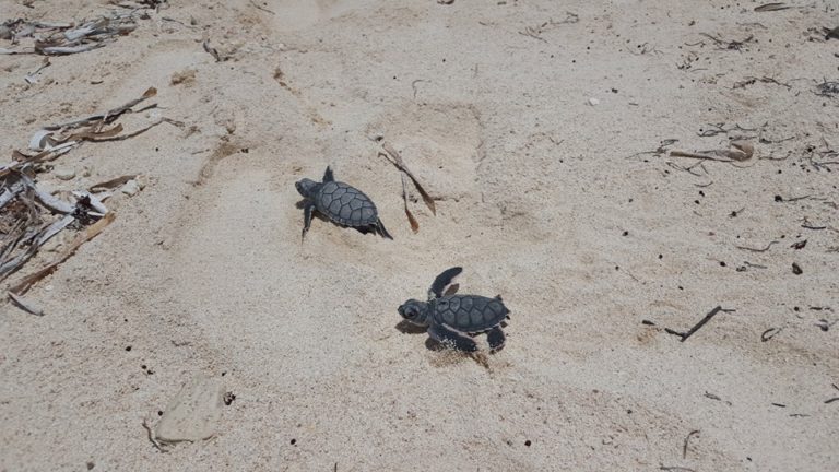 2020 Turtle Nesting Season Begins - The San Pedro Sun