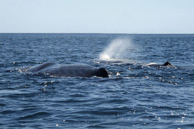 Third whale perishes in Belizean waters - The San Pedro Sun