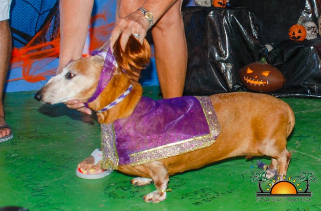 Pawsitively Spooktacular: Top Halloween Costumes for Dogs