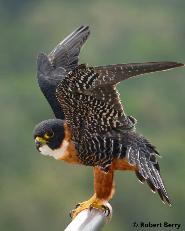 The Orange Breasted Falcon A Species In Peril Or A Bright