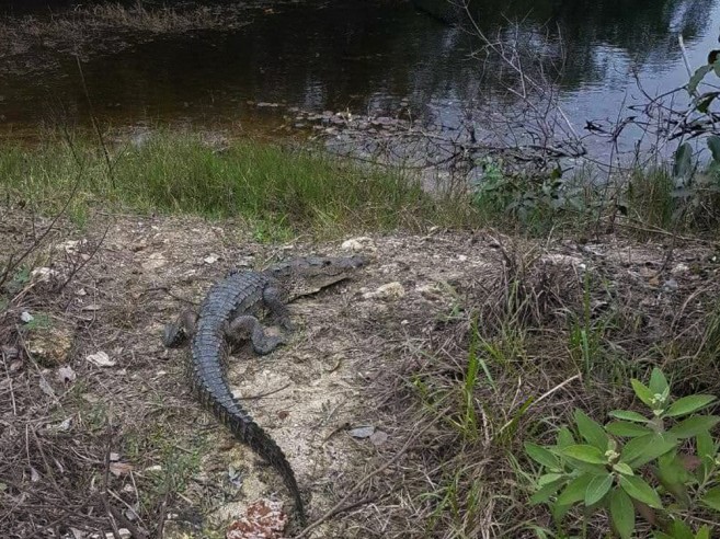 Freshwater Crocodile found on Ambergris Caye - The San Pedro Sun