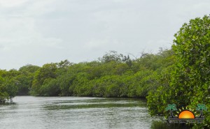 mangrove belize