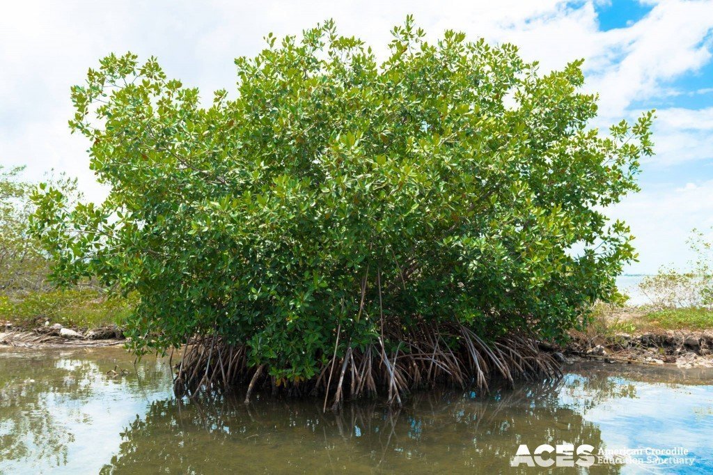 ACES organize Earth Day lagoon clean-up - The San Pedro Sun