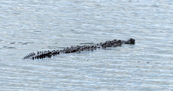 crocodile south san pedro town