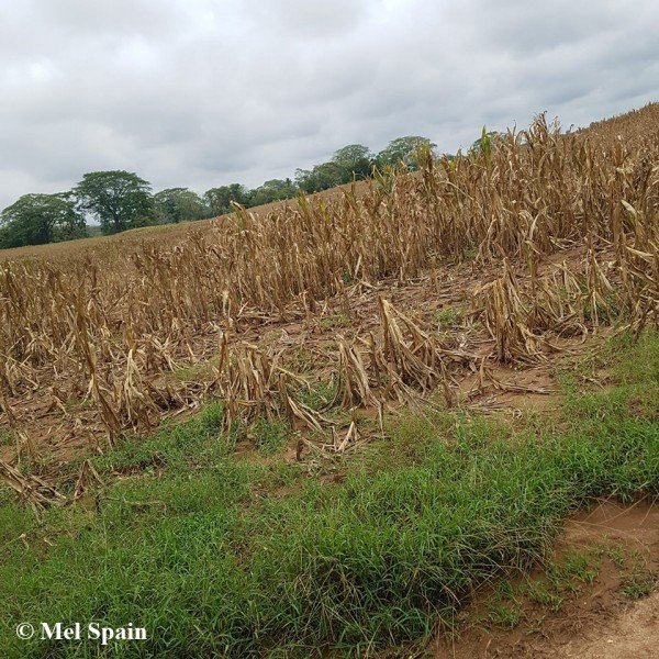 climate change causing drought belize