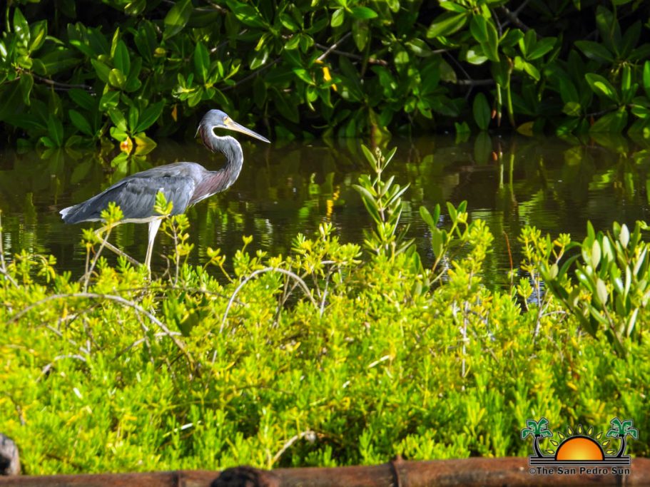 San Pedro Birders Enjoy Annual BAS Urban Bird Watch - The San Pedro Sun